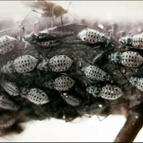 thumbnail for publication: Giant Bark Aphid, Longistigma caryae (Harris) (Insecta: Hemiptera: Aphididae)